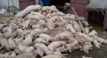 Původce prasečího tsum, jeho příznaky a léčba, je nebezpečný pro člověka